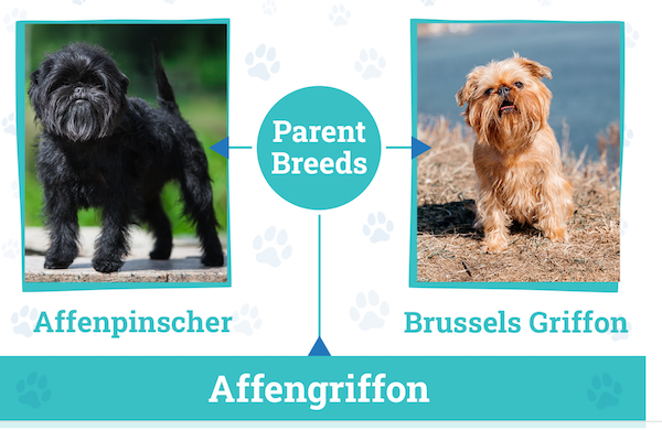 Affengriffon Dog Breed Guide